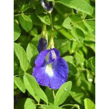 Organic Herbal Plant